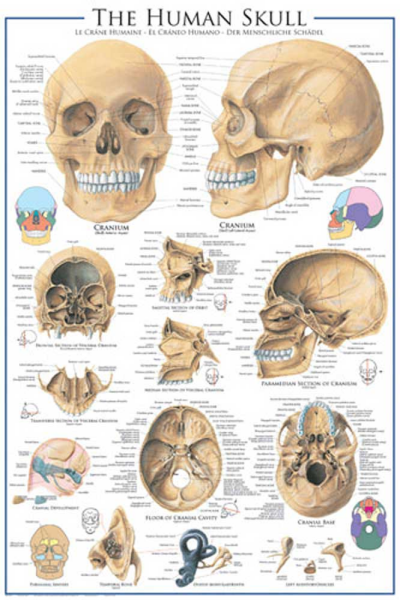 Educational - Bildung - Poster - The Human Skull