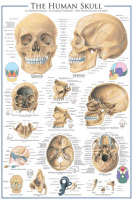 Educational - Bildung - Poster - The Human Skull