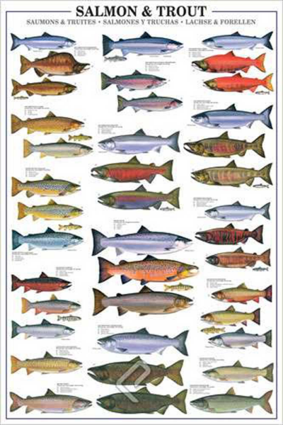 Educational - Bildung - Poster - Salmon an Trout