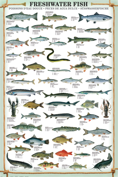 Educational - Bildung - Poster - Freshwater Fish