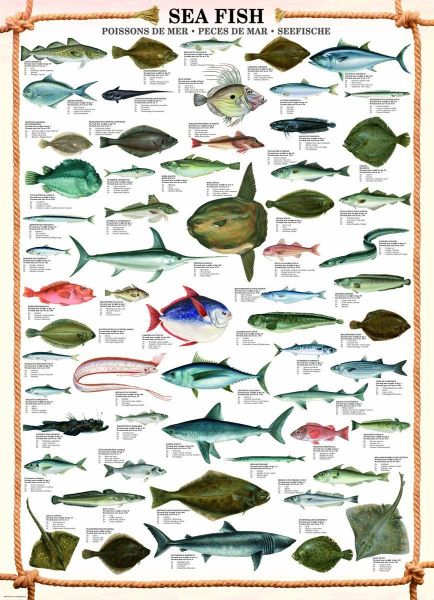 Educational - Bildung - Poster - Sea Fish