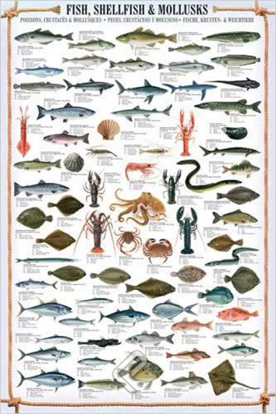 Educational - Bildung - Poster - Fish, Shellfish & Mollusks