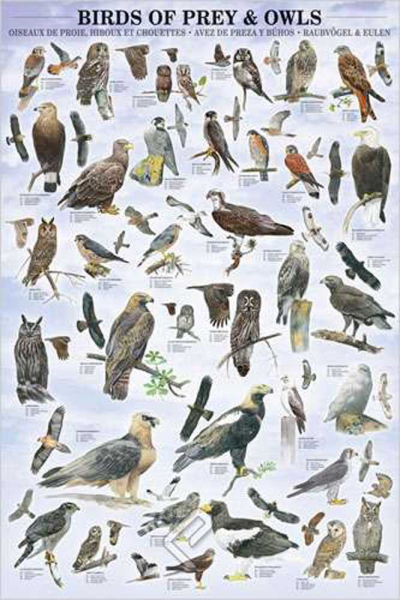 Educational - Bildung - Poster - Birds Of Pray & Owls