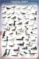 Educational - Bildung - Poster - Coastal Birds