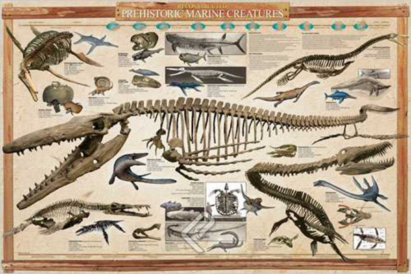 Educational - Bildung - Poster - Prehistoric Marine Creatures