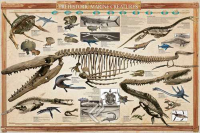 Educational - Bildung - Poster - Prehistoric Marine Creatures