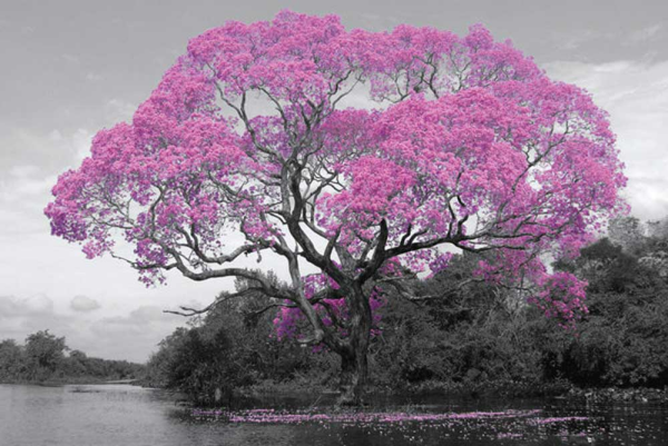 Tree - Poster - Blossom