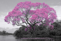 Tree - Poster - Blossom