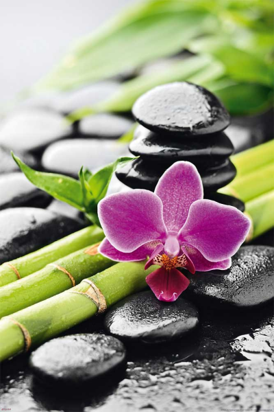 Zen - Poster - Stillleben - Orchidee