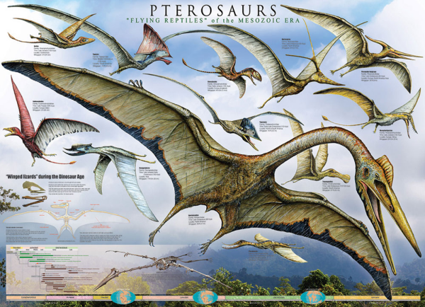 Educational - Bildung - Poster - Pterosaurs - Flying Reptiles