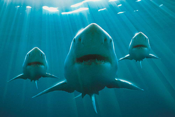 Sharks - Poster - Hai Squadron