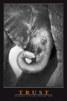 Motivational - Poster - Trust - Elephant