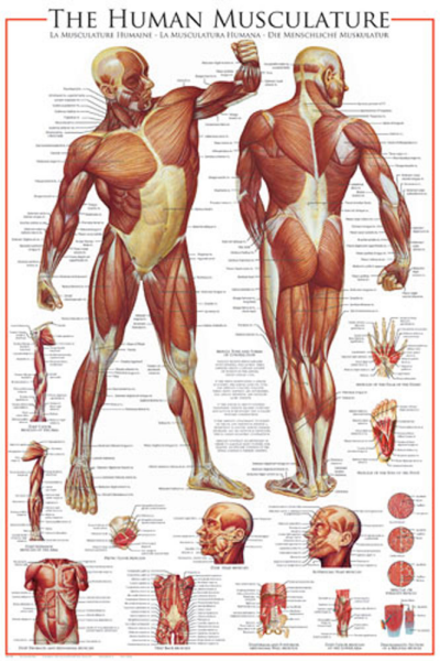 Educational - Bildung - Poster - The Muscular System