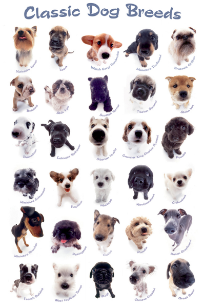 Hunde - Poster - Classic Dog Breeds