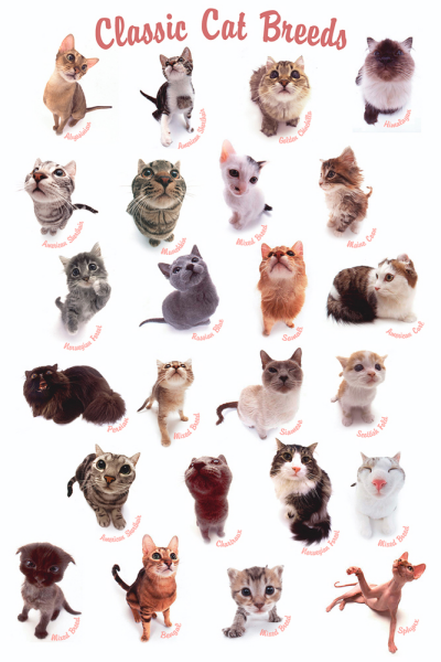 Katzen - Poster - Classic Cat Breeds