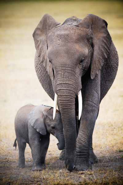 Africa - Poster - Elephant and Baby