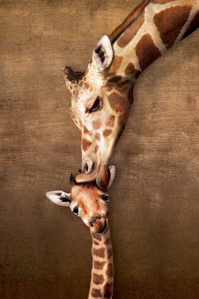 Giraffes - Poster - Mothers Kiss Baby