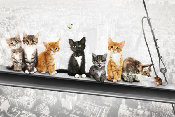 Katzen auf Stahlträger - Poster - New York Kittens