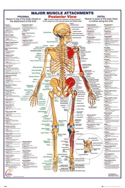 Educational - Bildung - Poster - The Human Body - Posterior Muscle