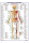 Educational - Bildung - Poster - The Human Body - Posterior Muscle