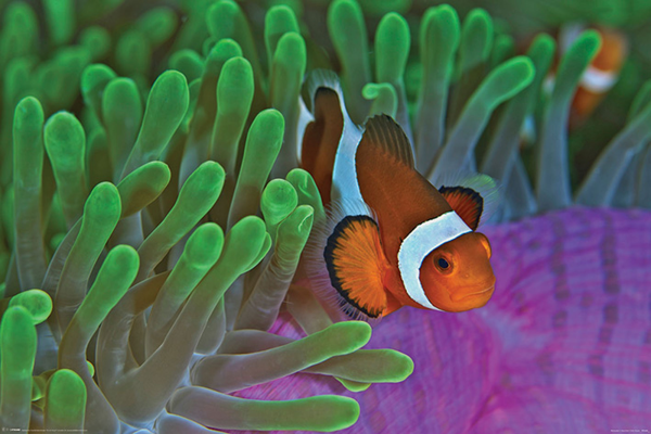 Sea Life - Poster - Clownfish & Anemones