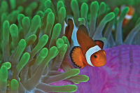 Sea Life - Poster - Clownfish & Anemones