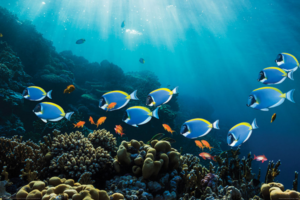 Sea Life - Poster - Surgeonfish & Goldies