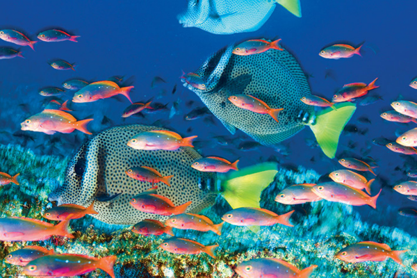 Sea Life - Poster - Yellow-Tailed Surgeonfish