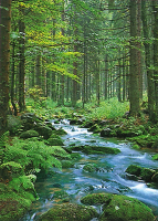 Landschaften - Poster - Forest Creek