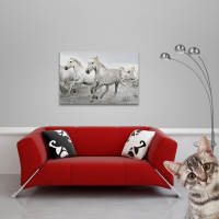 Pferde - Poster - White Horse