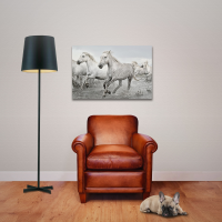 Pferde - Poster - White Horse