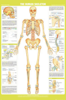 Educational - Bildung - Poster - Chartex - Skeleton
