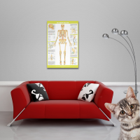 Educational - Bildung - Poster - Chartex - Skeleton