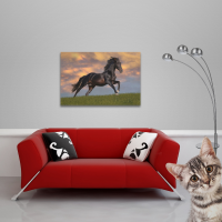 Pferde - Poster - Schwarzer Hengst