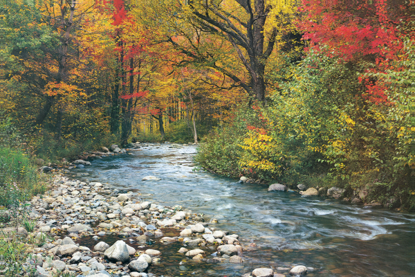 Forests - Poster - Bachlauf im Wald