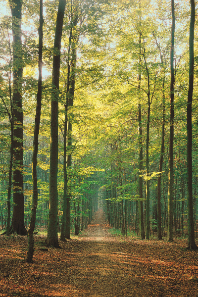Forests - Poster - Waldweg