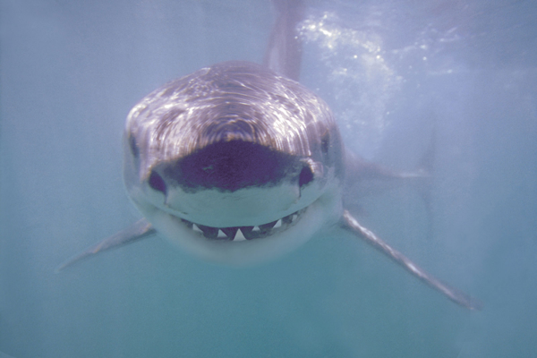 Sharks - Poster - Großer weißer Hai