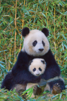 Pandas - Poster - Mutter und Baby