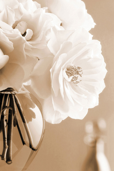 Zalewski, Christine - Poster - Rosen in Sepia