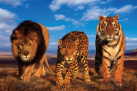 Raubkatzen - Poster - Three Big Cats