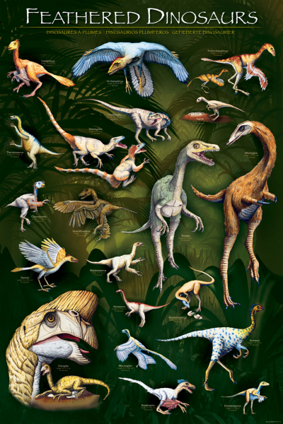 Educational - Bildung - Poster - Gefiederte Dinosaurier