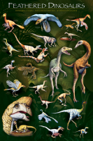 Educational - Bildung - Poster - Gefiederte Dinosaurier