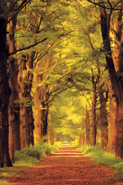 Forests - Poster - Waldweg