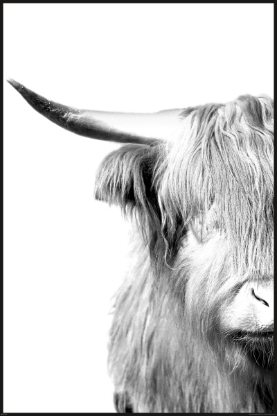 Kühe - Poster - Highland Cattle - Portrait - Horn