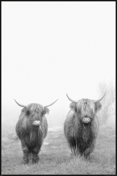 Kühe - Poster - Highland Cattle - 2 Rinder