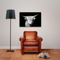 Kühe - Poster - Highland Cattle - Portrait