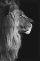 Wildlife - Poster - Löwe