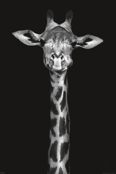 Wildlife - Poster - Giraffe