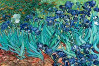 Van Gogh - Poster - Les Irises