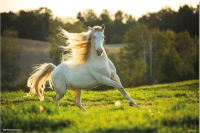 Pferde - Poster - white Horse